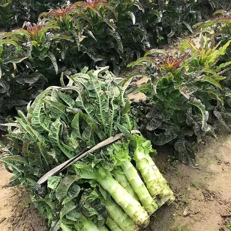 顺丰次日达！新鲜紫叶香莴笋现砍现发农家露天自种莴苣