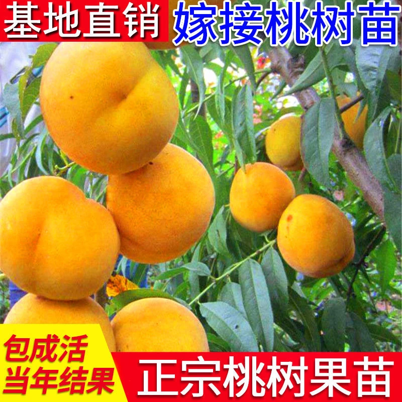 桃树苗 黄桃树苗 黄金83桃树苗南北方种植当年结果地栽盆栽包邮