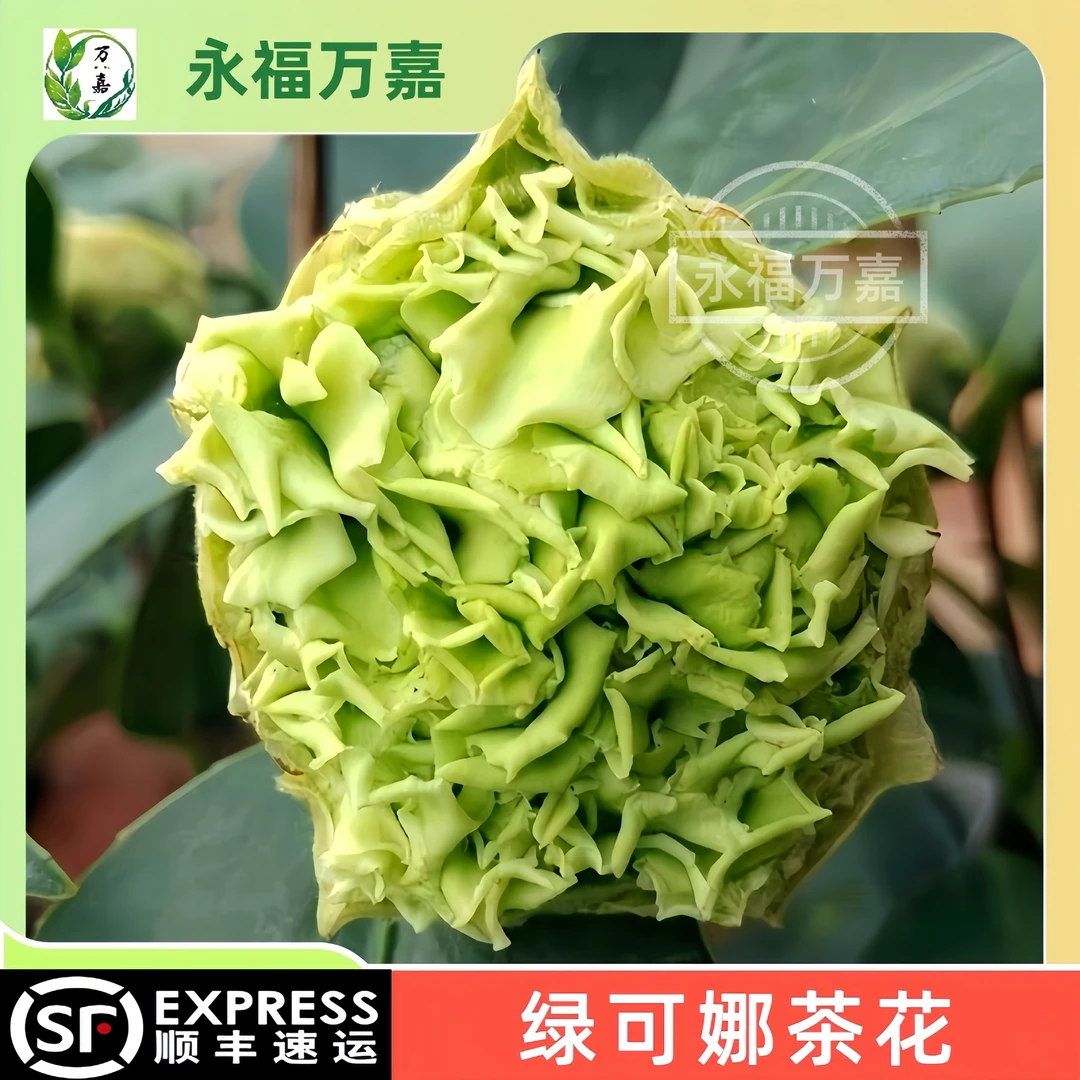 绿可娜茶花绿云山茶花开花绿色室内阳台庭院花卉绿植