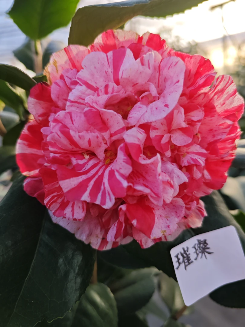 罕见品种茶花 新品新品茶花品种璀璨。