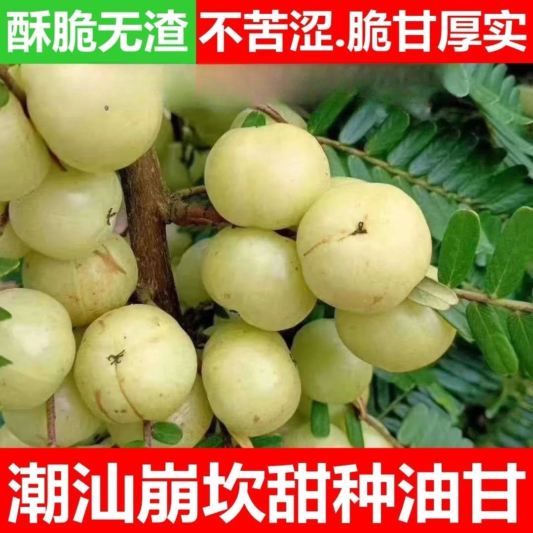 新鲜采摘潮汕金灶甜油柑果柿饼甜油甘果余甘油柑子生吃泡腌制1斤