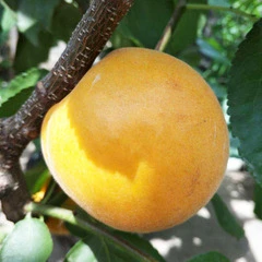 嫁接杏树苗正宗巨蜜王杏子苗当年结果南北方种植盆栽地栽耐寒杏苗