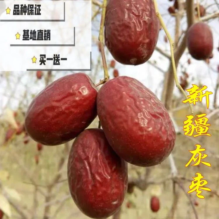 新疆大灰枣苗嫁接新品种果树苗南北方庭院种植当年结果枣树活苗