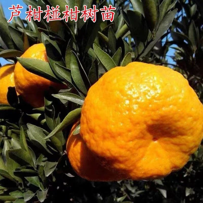 芦柑树苗南北方种植椪柑桔苗盆栽地栽阳台正宗芦柑嫁接大桔子树苗