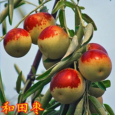 枣树苗和田红枣特大南方北方当年结果盆栽地栽耐寒果树苗枣子苗