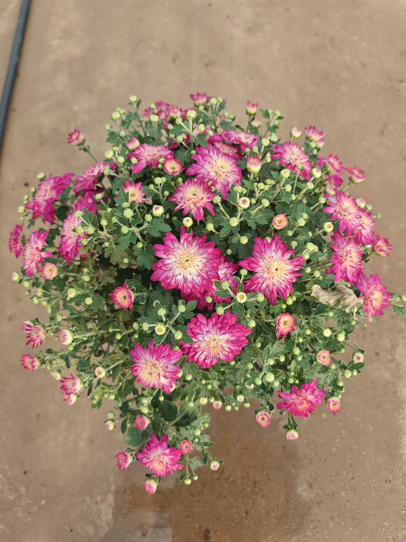 【南北花舍】绚秋花语球菊盆栽带花发多年生花卉千头菊