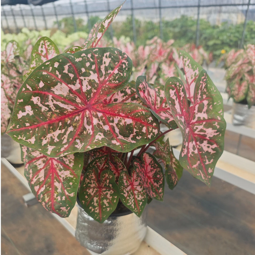 【南北花舍】彩叶芋一物一拍