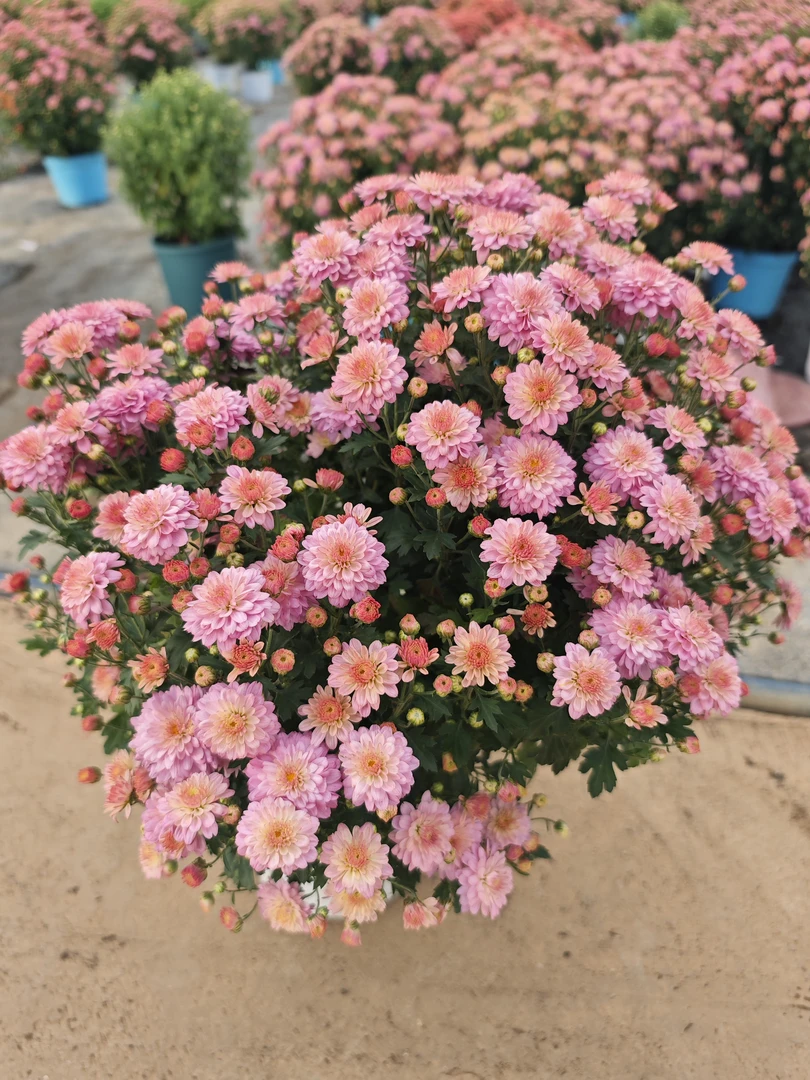【南北花舍】绚秋粉黛球菊盆栽带花发多年生花卉千头菊