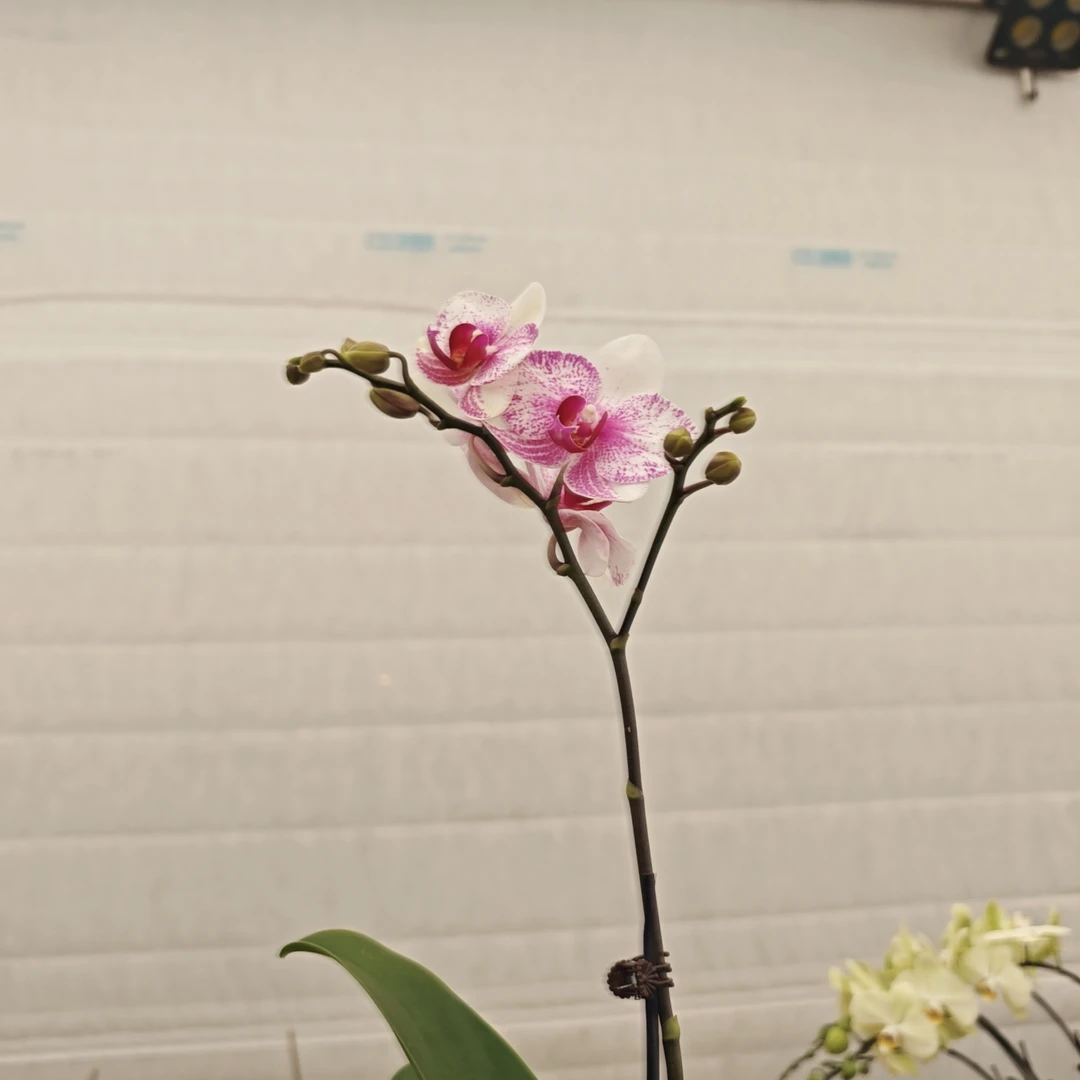 [南北花舍】丽莎蝴蝶兰花卉室内好养四季开花植物