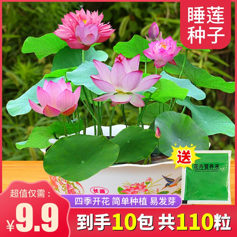 【110粒种子送营养液】水培睡莲碗莲种子 莲花四季开花简单种植发芽