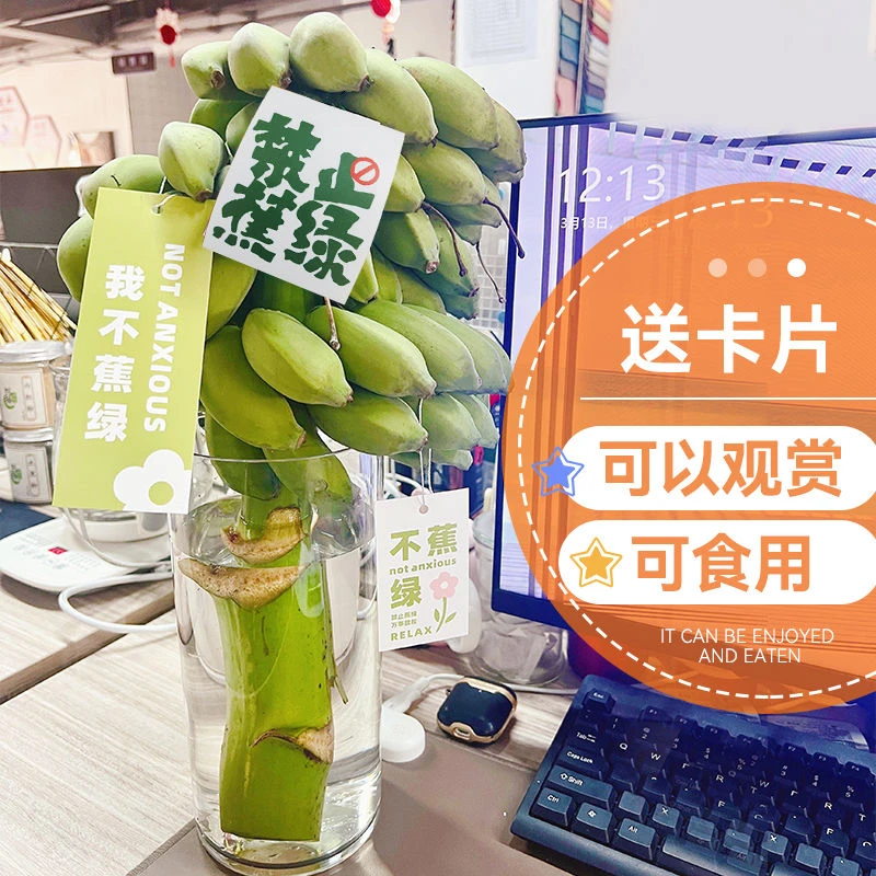 (禁止蕉绿)水培一整串带杆小米蕉办公室桌面摆件整株小米蕉可食用