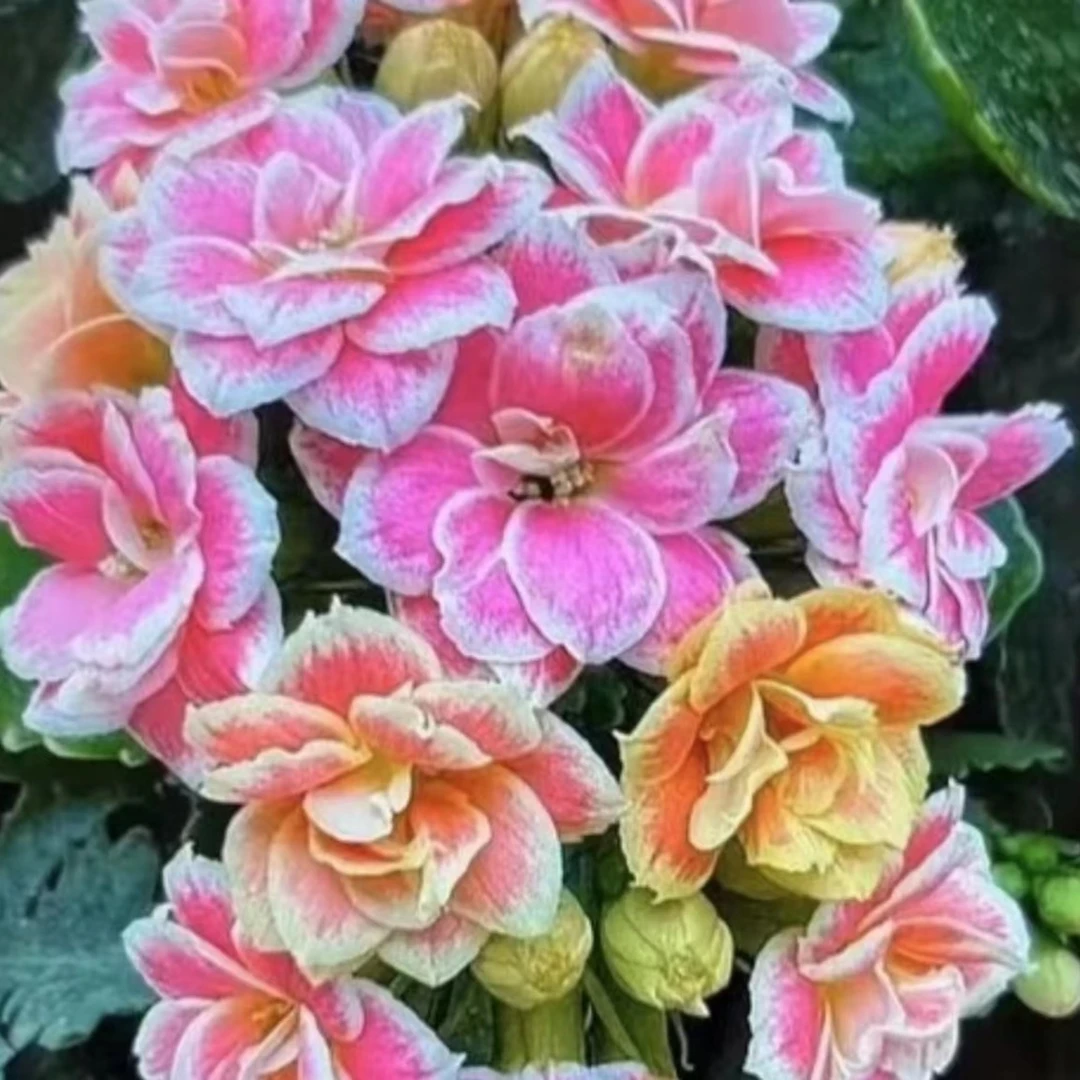 彩蝶~【120加大】长寿花盆栽