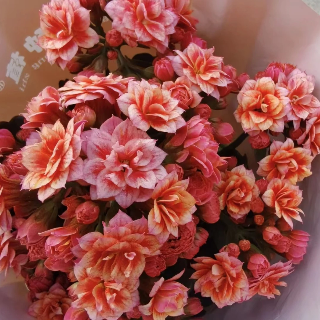 【烟花】~精品盆栽花卉懒人花好养易活