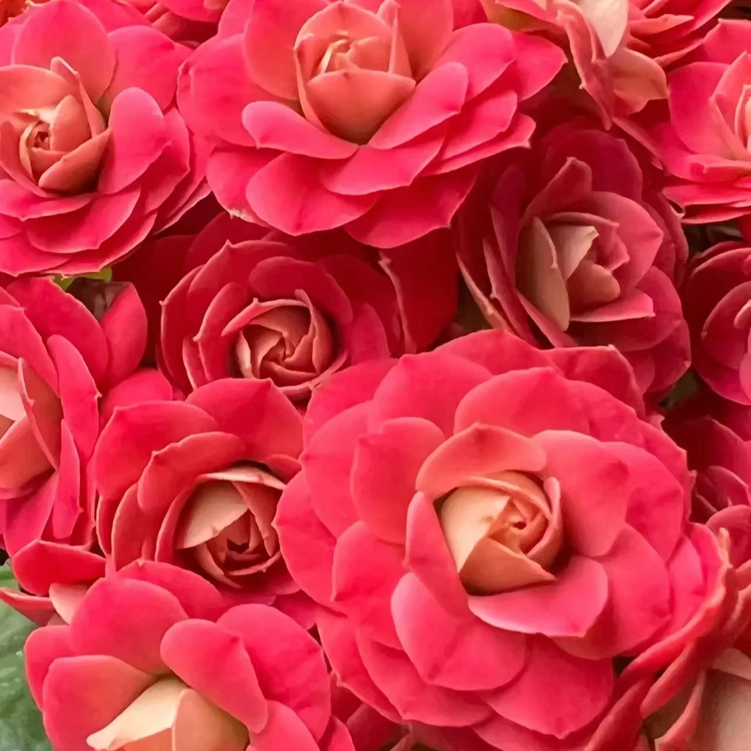 花溪（老桩）～长寿花盆栽稀有品种重瓣带花苞室内阳台易活懒人花