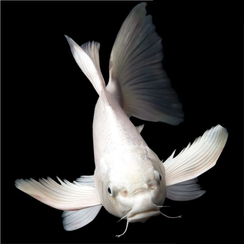 普身白蝴蝶鲤观赏鱼冷水淡水爆须纯种白色大鳍大尾好养耐活