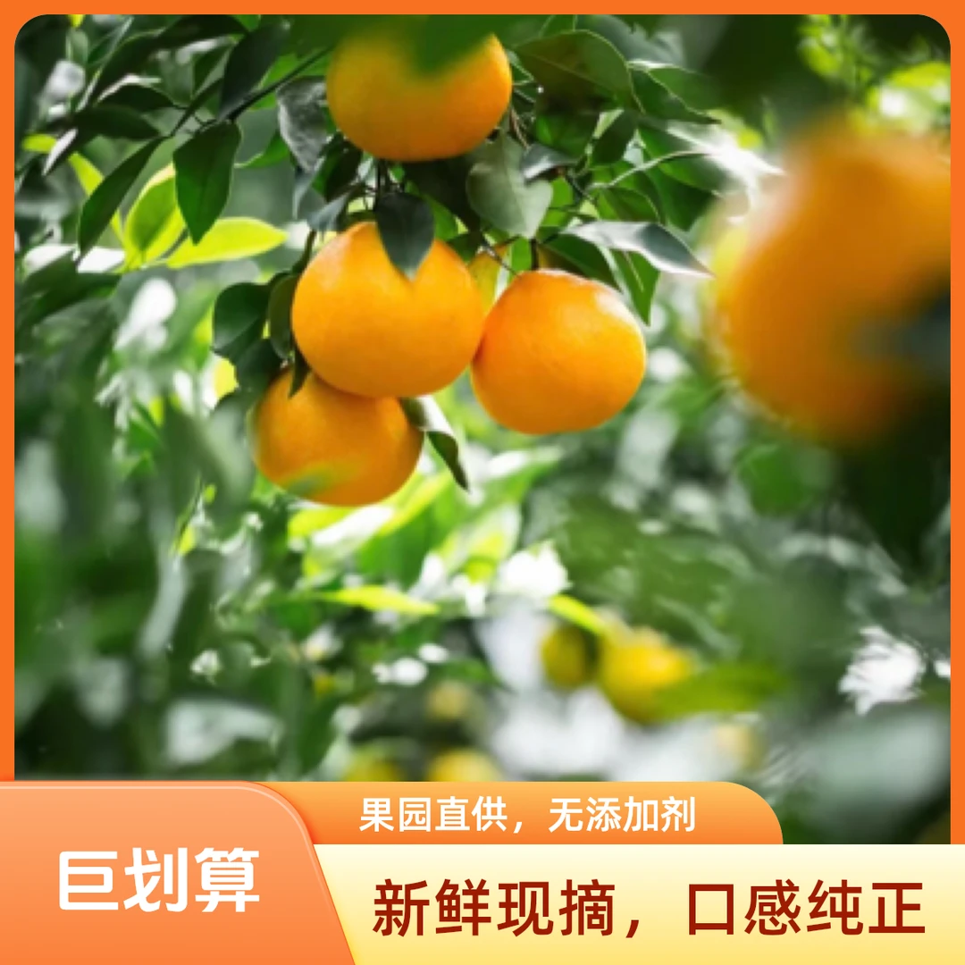 【四川井研县爱媛果冻橙】现摘现发新鲜应季水果包邮