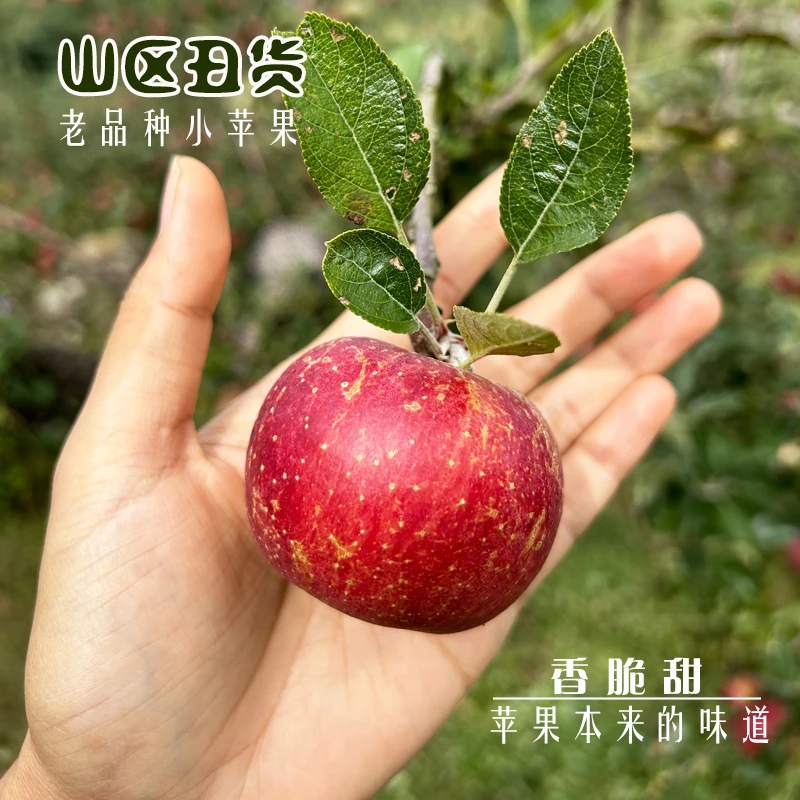 顺丰发正宗山区丑苹果生态现摘现发5斤装3斤装味浓清香