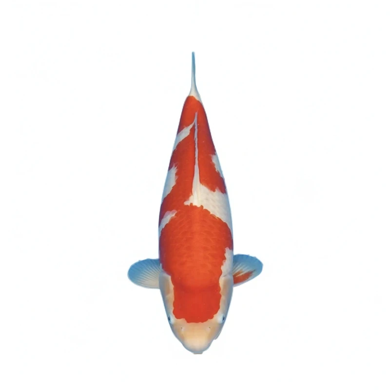 依一锦鲤直播间红白大正三色黄金等锦鲤实物为准