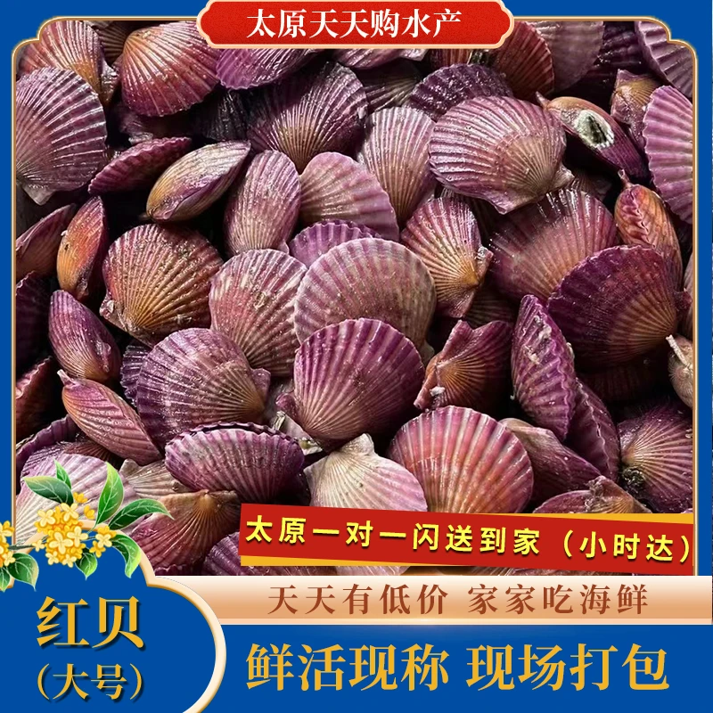 『福利』肉质鲜嫩 红贝一斤
