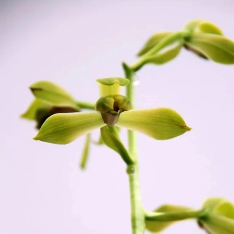 蕙兰绿植老八种名品【荡字】终身包对版假一赔十兰花兔耳兰兰花盆栽