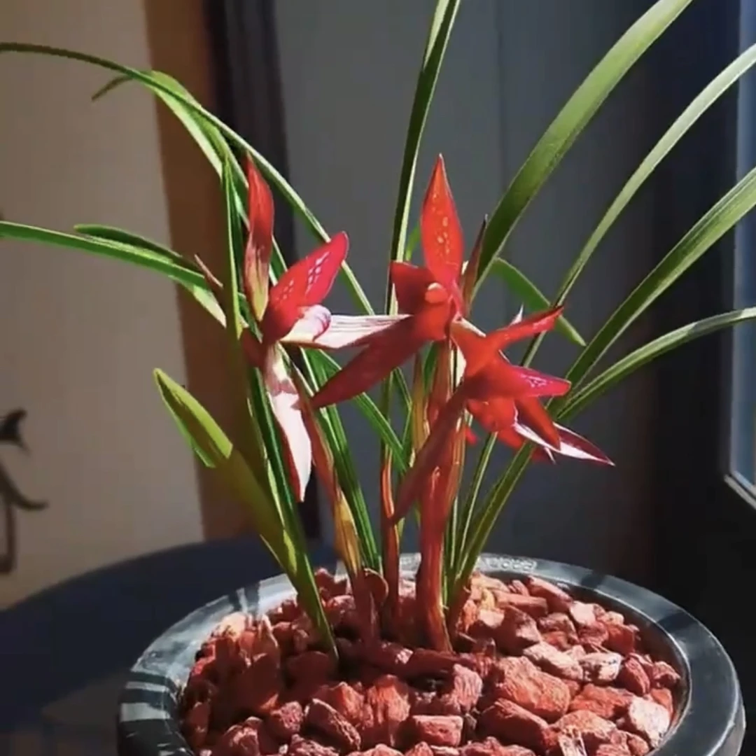 【红韵】春兰名品 兰花老种2苗花开浓香 好养易活 对版