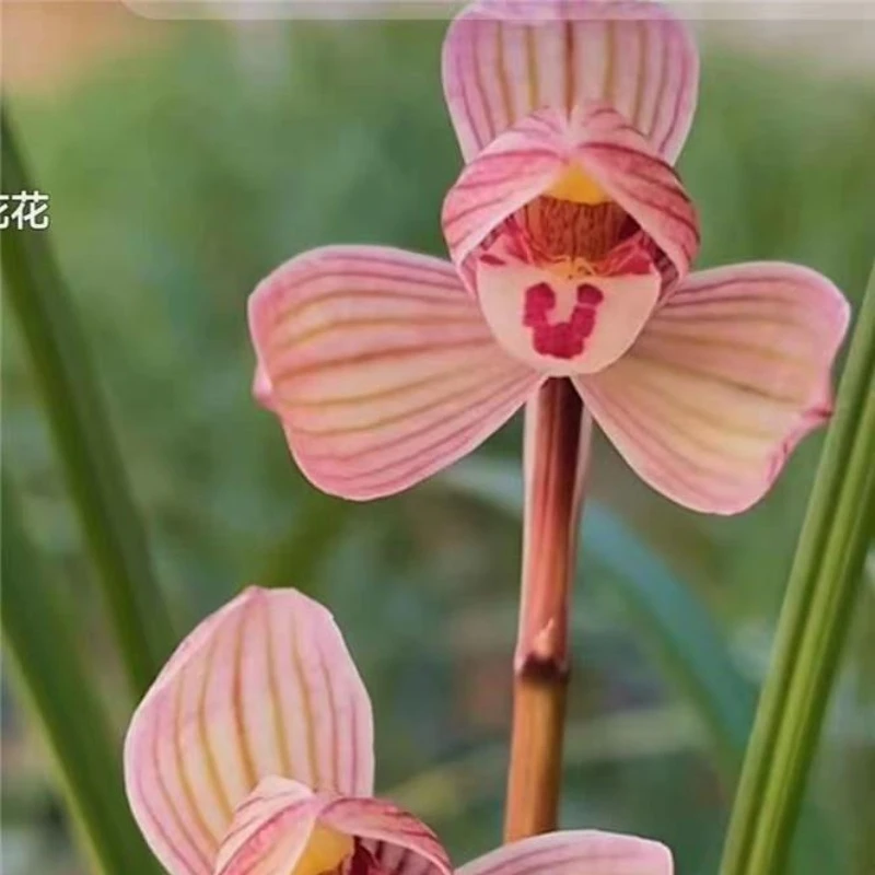 莲瓣兰【甸阳红荷兰花】2苗终身包对版假一赔十放心购买