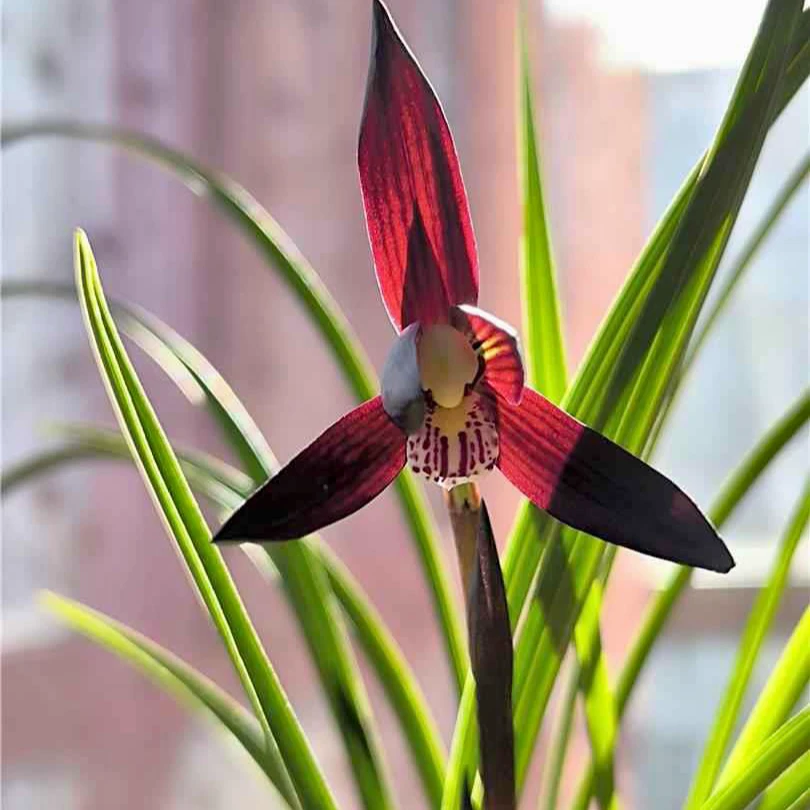 【娄山红】春兰名品 老种3苗花开浓香 好养易活 对版