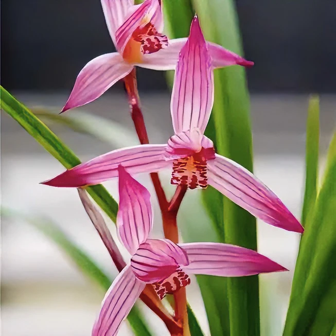 【中国红】春剑名品 老种2苗 花开浓香 好养易活 对版