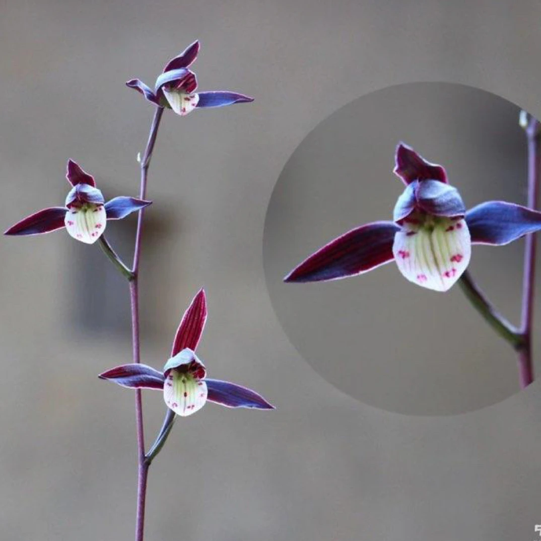 【紫燕兰花】寒兰绿植名品老种兰草2苗花开浓香好养易活对版