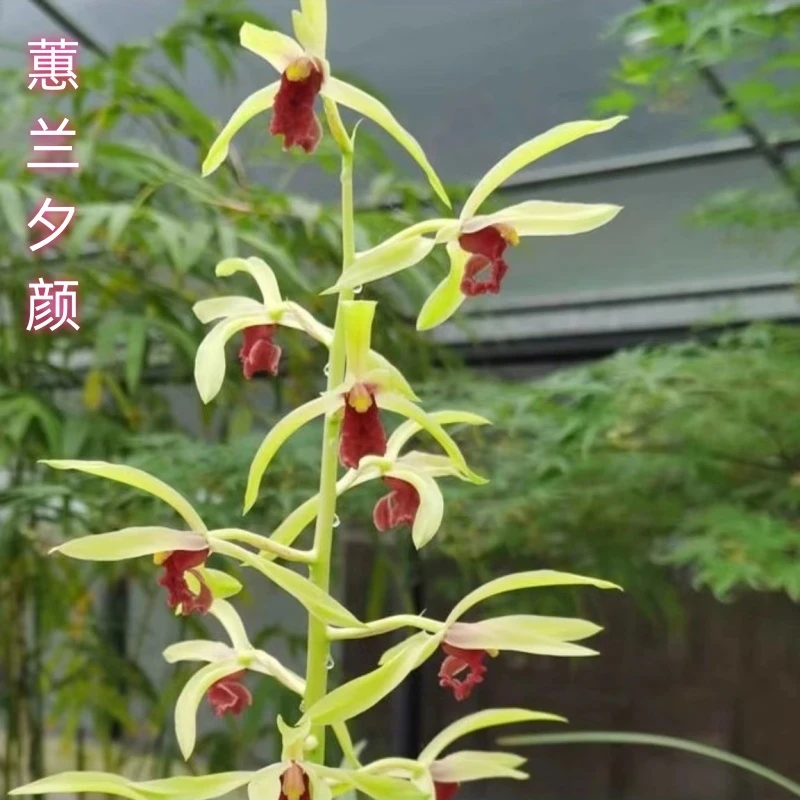 蕙兰名品高端红素【夕颜】终身包对版放心购买