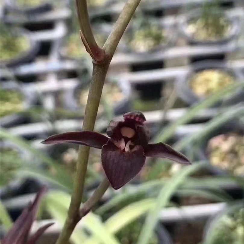 【冷血】秋榜名品 老种2苗 花开浓香 阳台好养 对版兰花墨兰兰花