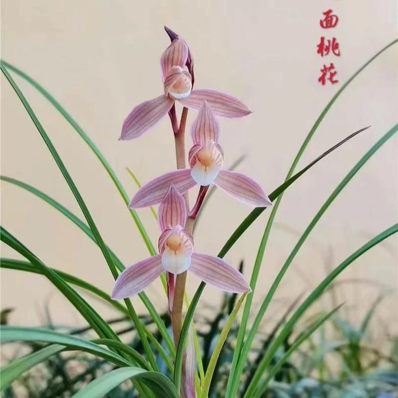 莲瓣兰【人面桃花】2苗 终身包对版 假一赔十放心购买