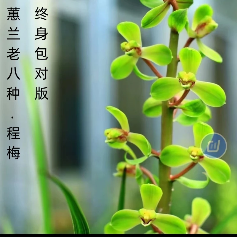 蕙兰石斛兰老八种名品【程梅】终身包对版假一赔十绿植庭院兰草