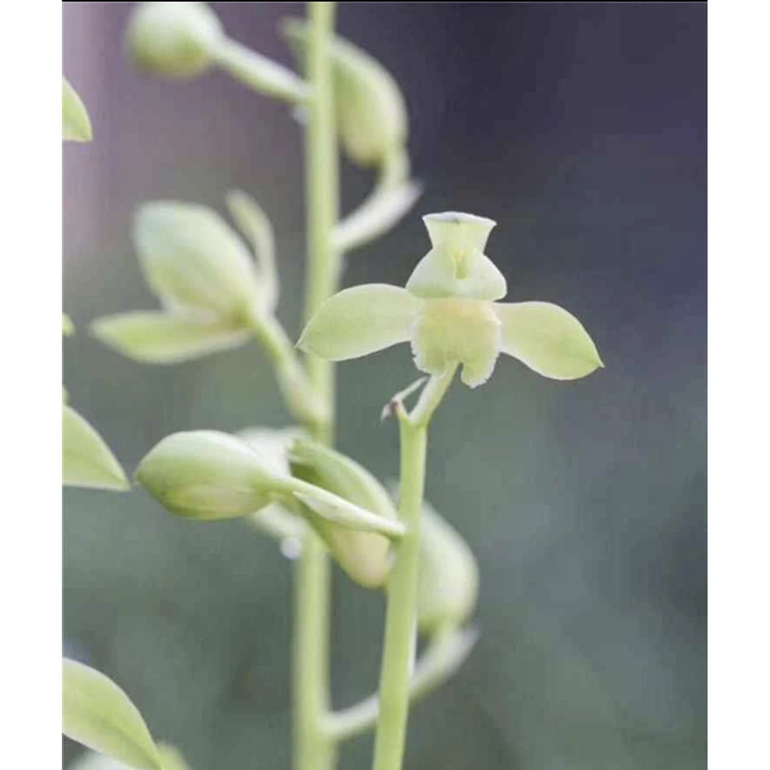 【荷塘月色】惠兰名品 老种2苗 高端兰花 花开浓香