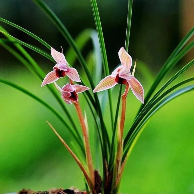 连瓣兰【丽江红】终身包对版放心购买文心兰水晶兰兰花兰花盆栽兰草