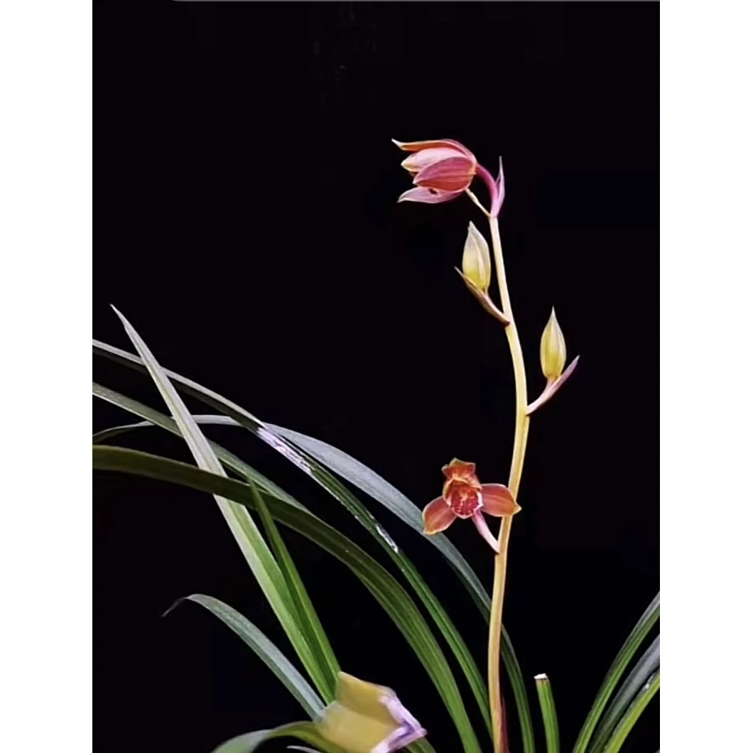 【金丝雀】秋芝丝搞兰花名品 2苗 花开浓香 好养易活 对版