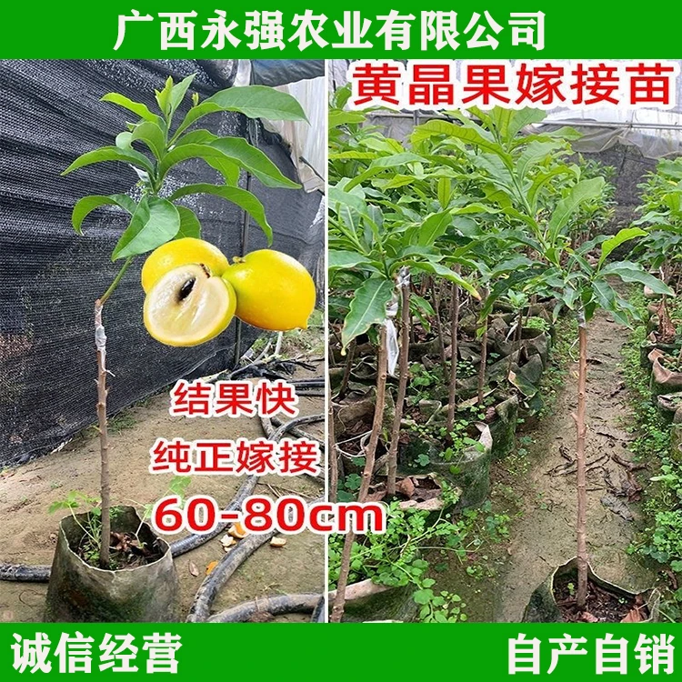 果树苗台湾冬蜜黄晶果嫁接苗金大王黄晶果四季开花结果盆栽苗带土