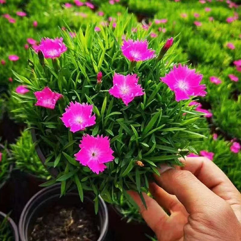 欧石竹花苗四季开花常绿草坪多年生宿根耐寒耐旱庭院盆栽绿化粉贝