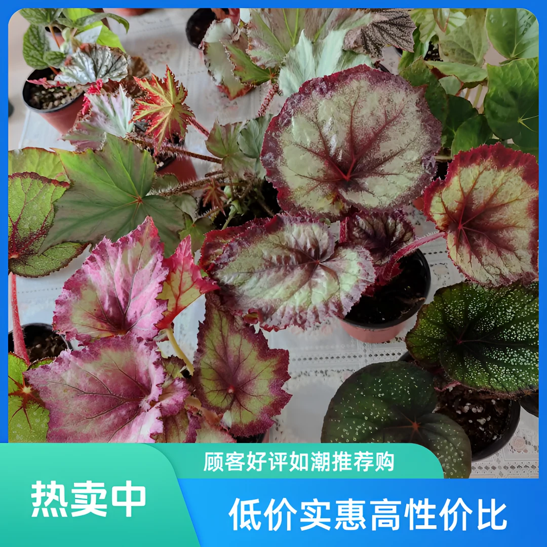 蟆叶竹节秋海棠合集耐寒热观叶观花净化空气室内盆栽叶损不包售后