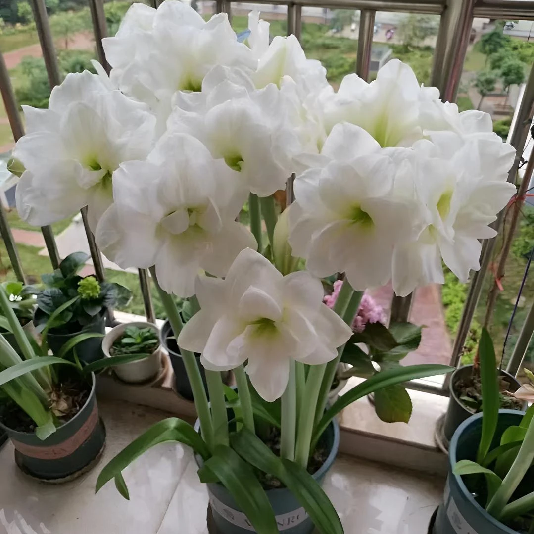 基地阿弗雷南非朱顶红室内外客厅卧室庭院好种植发芽开花盆栽花球