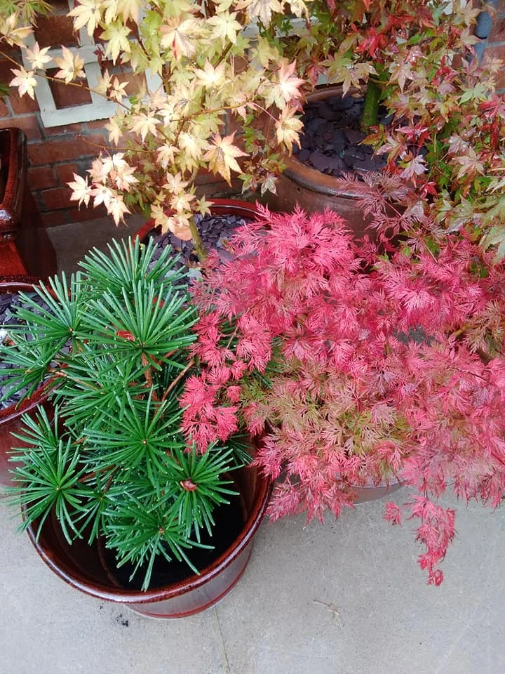 【直播】春枫十里直播间链接枫树日本红枫庭院景观绿植