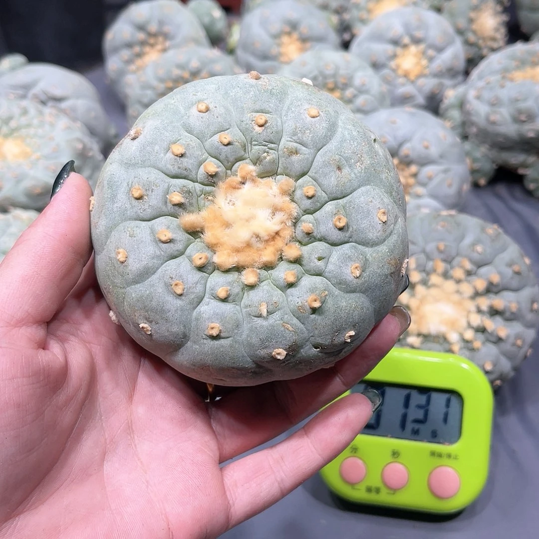 大**简仙人球仙人球开花