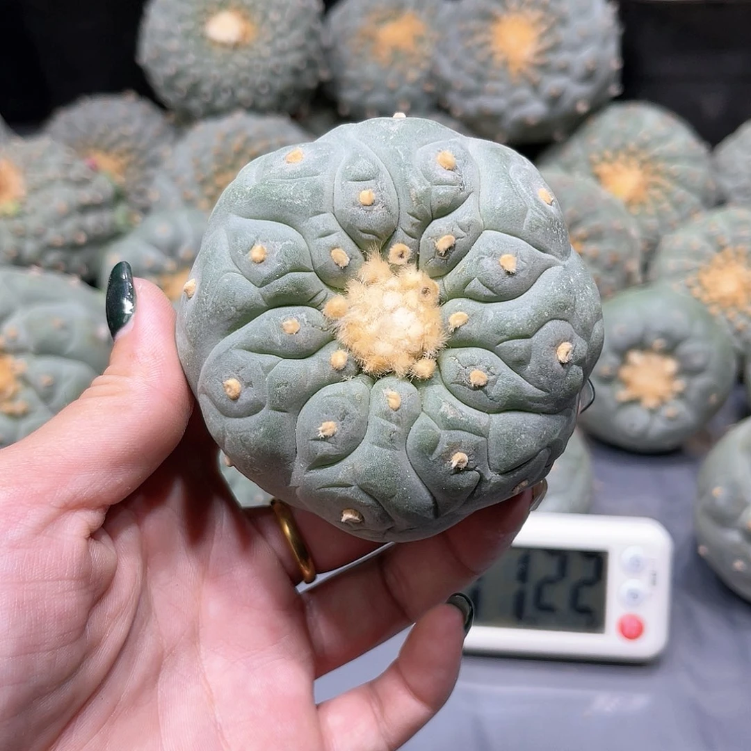 经**哥仙人球仙人球拍品