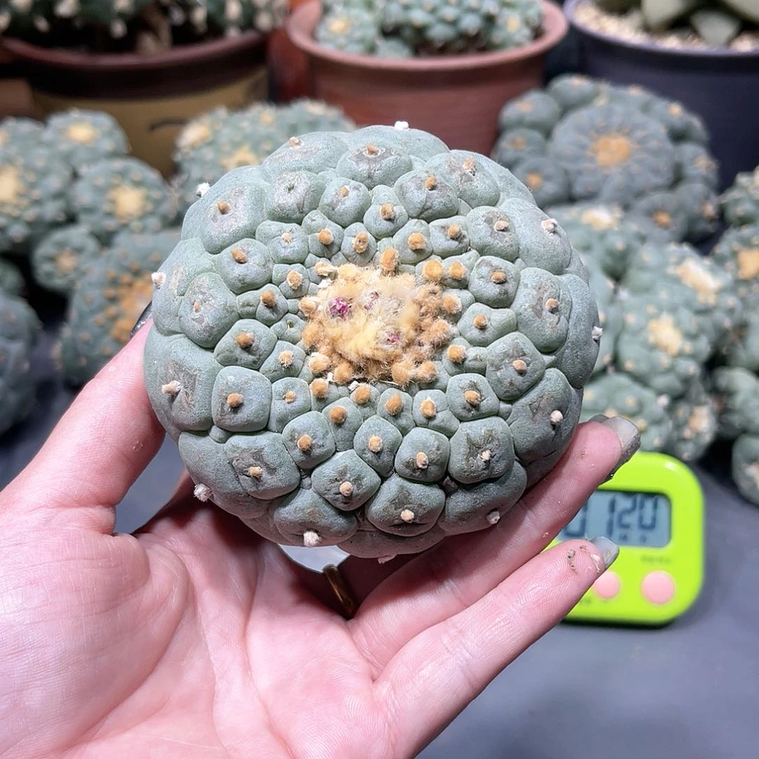 M****6仙人球仙人球拍品