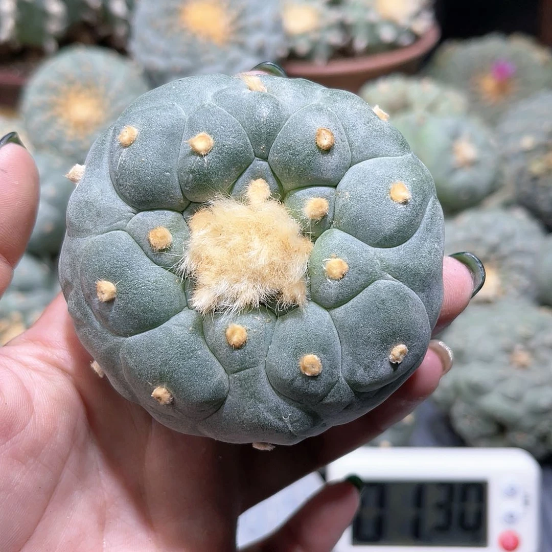 W****r仙人球仙人球拍品