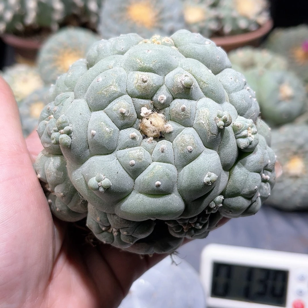 方**大仙人球仙人球开花