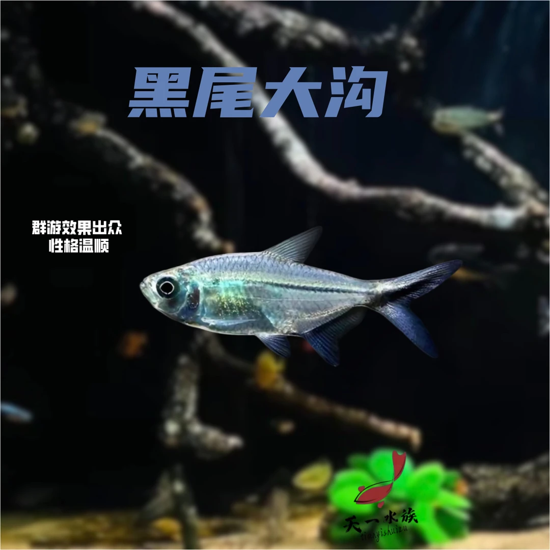 灯科鱼（黑尾大勾）群游效果特别好。