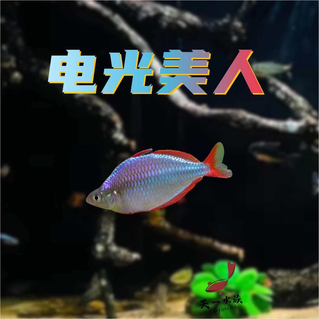 南美鱼（ 电光美人 ）小型热带鱼~自然发色~高端大气