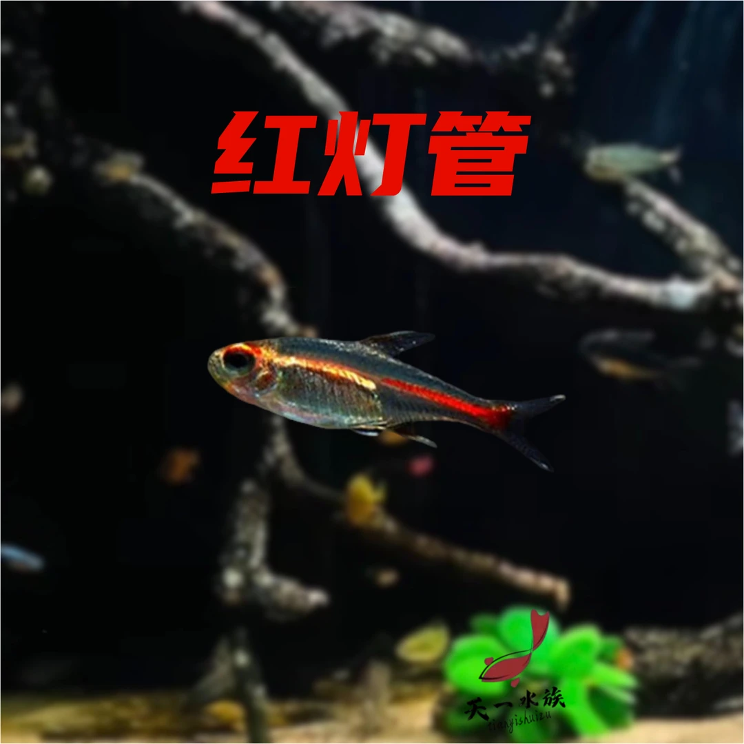 灯科鱼（红灯管2公分）小型热带~南美淡水鱼。