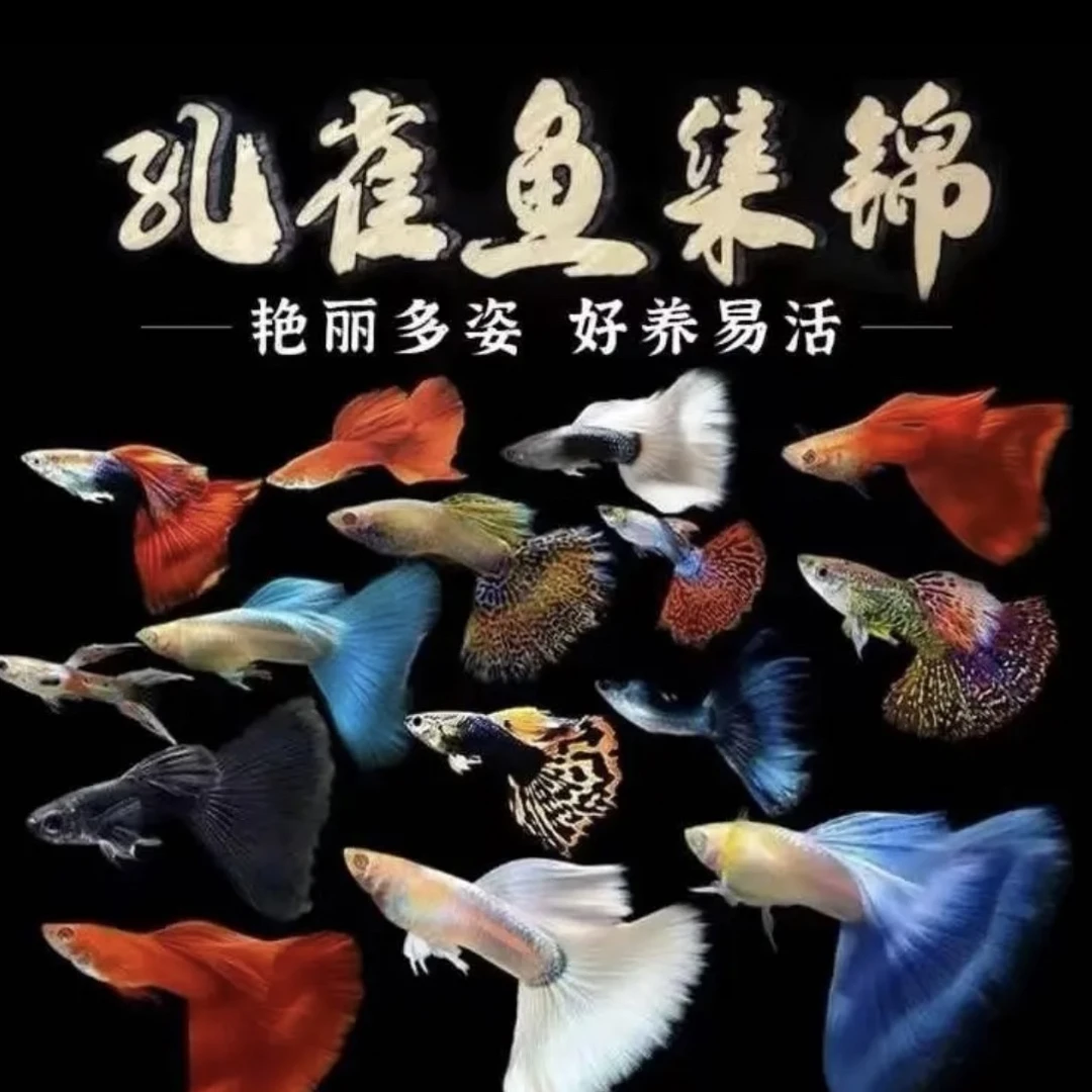孔雀鱼胎生小型热带观赏鱼（淡水易繁殖~耐活好养胎生~包邮包损）